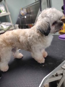 senior mix after grooming